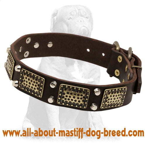 Mastiff Leather Collar with Studs and Vintage Plates