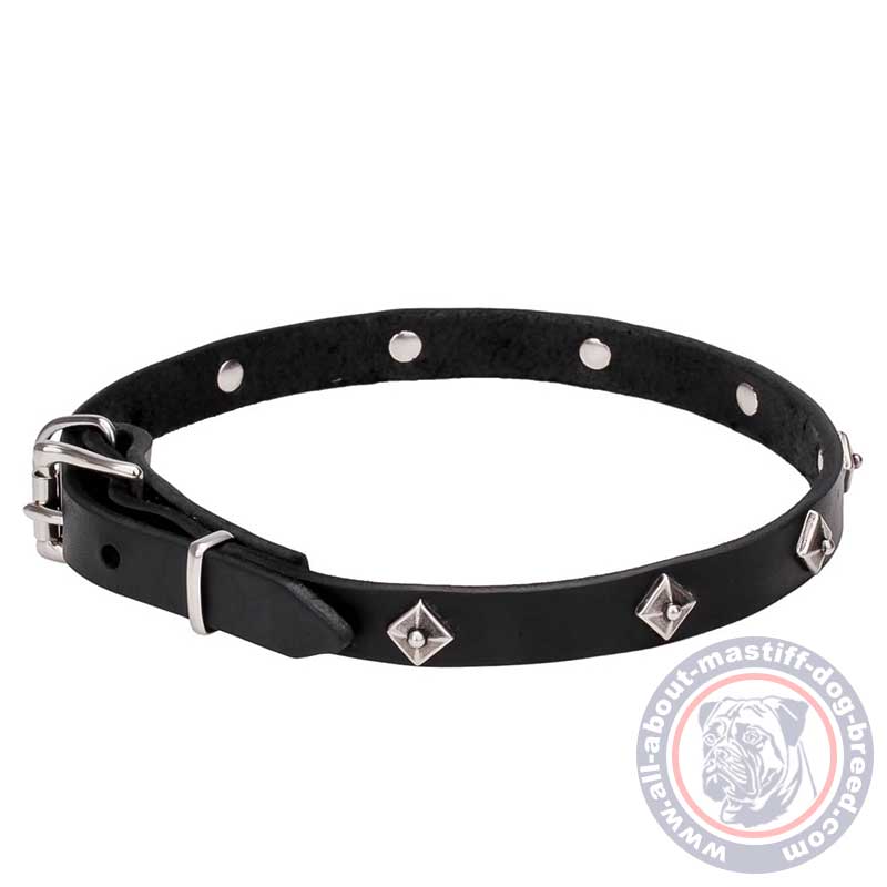 Mastiff Narrow Leather Dog Collar with Chrome Plated Studs