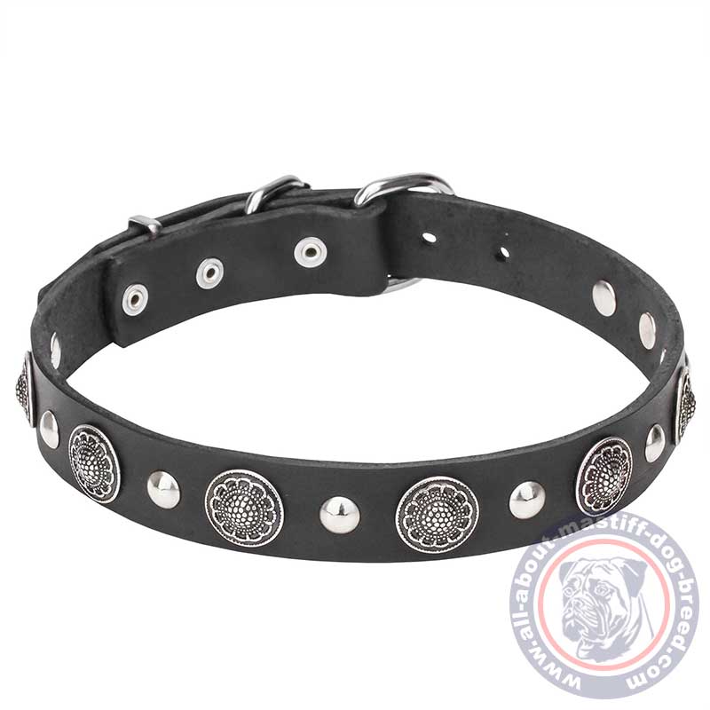 Mastiff Leather Dog Collar with Silver-Like Conchos and Half-Ball Studs