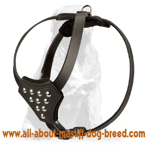 Mastiff Designer Leather Dog Harness for Puppies