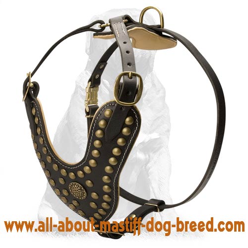 Handcrafted Custom Mastiff Harness Decorated With Studs - Click Image to Close
