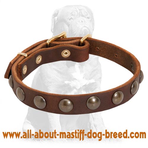 Mastiff Leather Studded Dog Collar with Brass Half-Ball Studs
