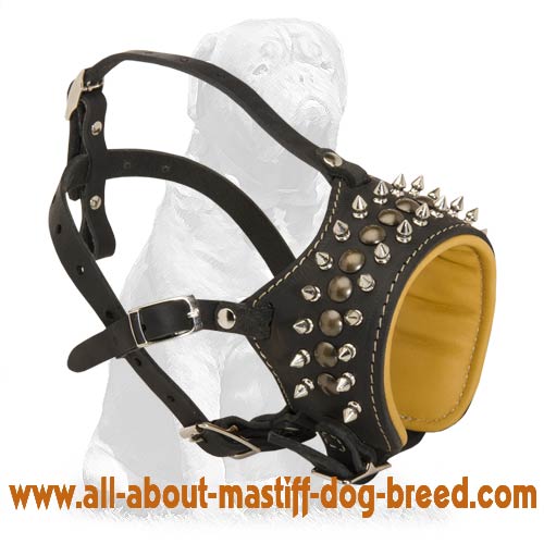 Mastiff Nappa Padded Leather Dog Muzzle with Spikes and Studs
