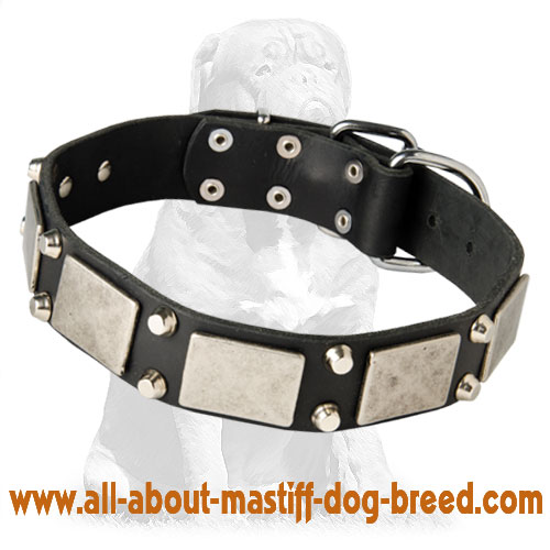 Mastiff Leather Collar with Nickel Plates and Two Pyramids