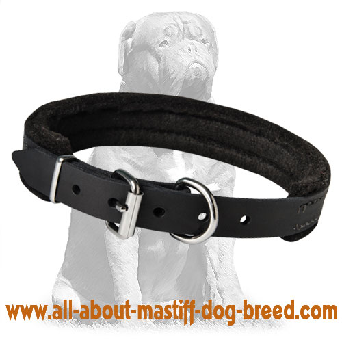 Extra strong training Mastiff collar