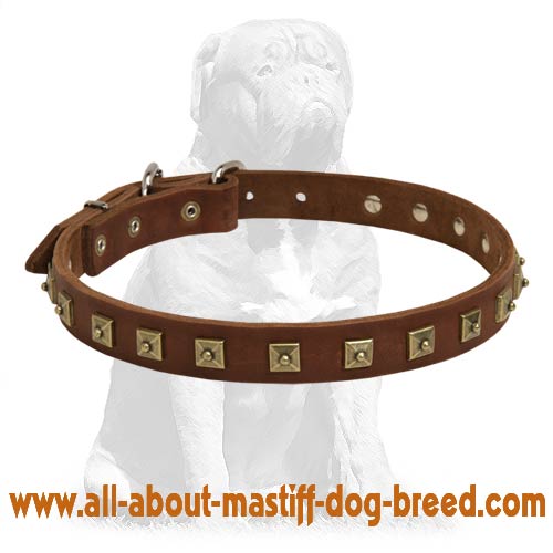 Fashionable studded leather collar for Mastiff [C251071 Handcrafted
