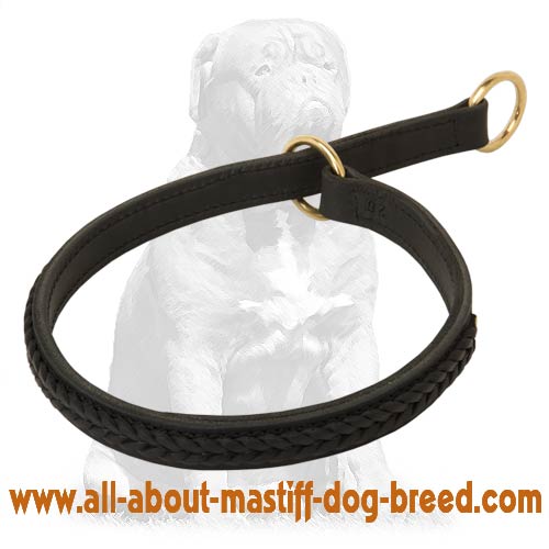 Gorgeous braided choke leather Mastiff collar