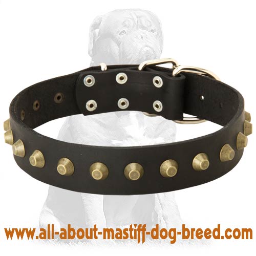 Extravagant handcrafted Mastiff collar with pyramids
