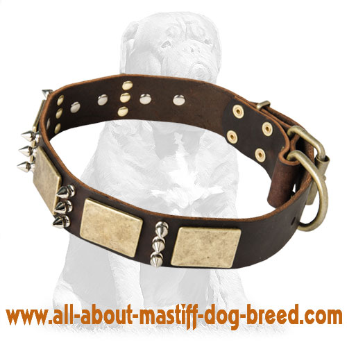 Mastiff leather collar with plates & spikes