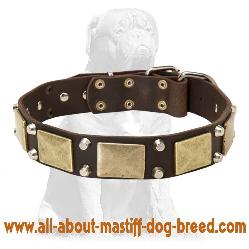 Mastiff collar with brass plates +2 nickel pyramids