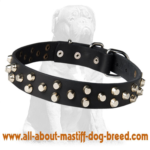 Fashionable handmade pyramid studded collar for Mastiff