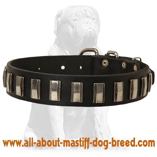 Daily Mastiff collar with nickel plates