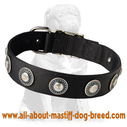 Nylon Mastiff collar with silver conchos