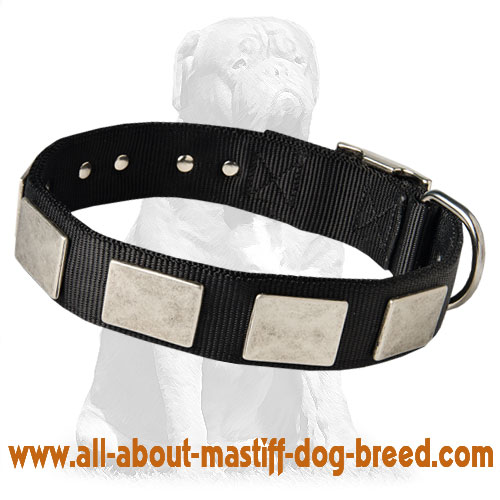 Vintage Mastiff collar with plates