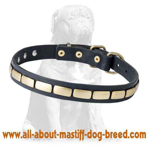 Designer Leather Mastiff Collar with Plates