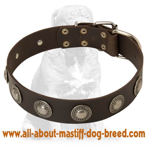 Mastiff Leather Dog Collar with Silver Conchos
