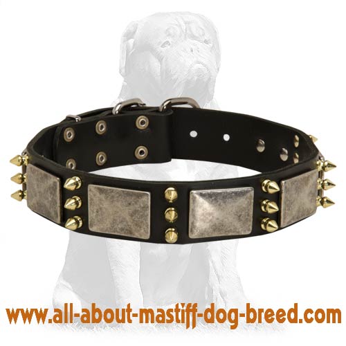 Gorgeous warlike leather collar
