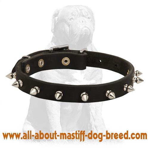 Spiky leather Mastiff collar