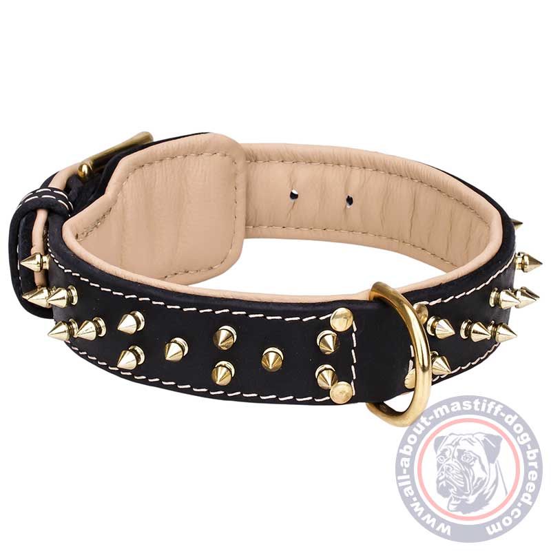 Posh leather collar with golden Spikes for Mastiff