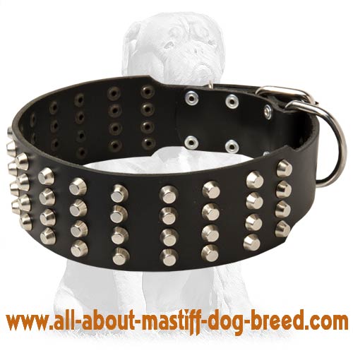 Studded Leather Mastiff Collar