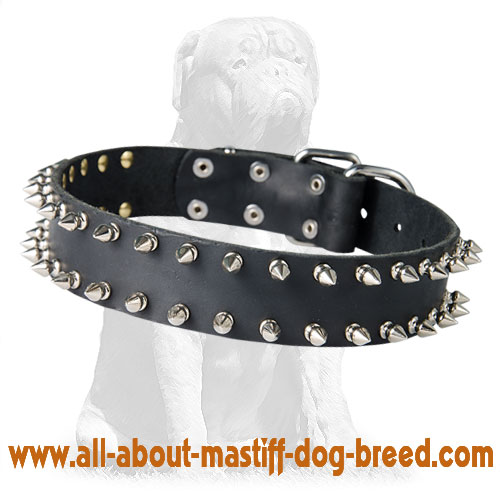 Mastiff Spiked Leather Collar for Walking