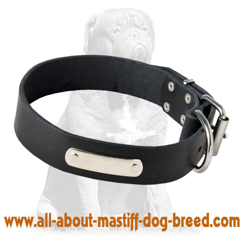 Mastiff leather collar with ID tag