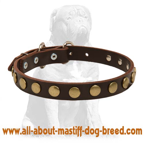 Studded Leather Mastiff Collar