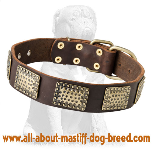 Gorgeous leather Mastiff collar with massive plates