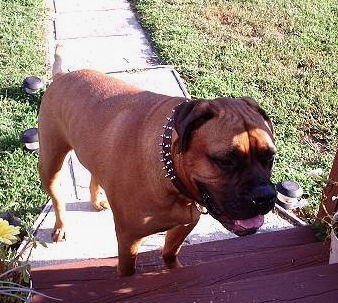 Mastiff spiked dog collar - Two Rows of spikes big collar