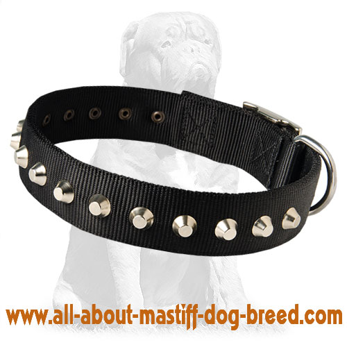 Mastiff Nylon Dog Collar with 1 Row Studs