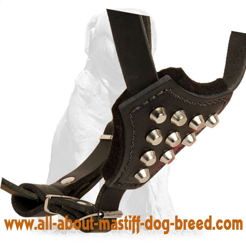 Mastiff Studded Dog Harness for Active Puppies - Click Image to Close