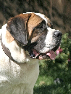 Alpine Mastiff Padded Leather dog collar with thick felt C-24