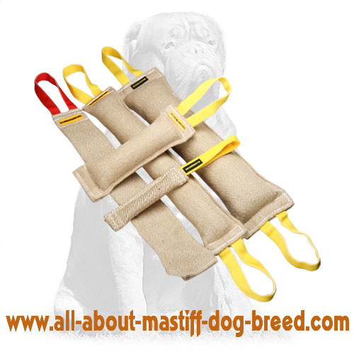 Mastiff Adult Dog Training Set