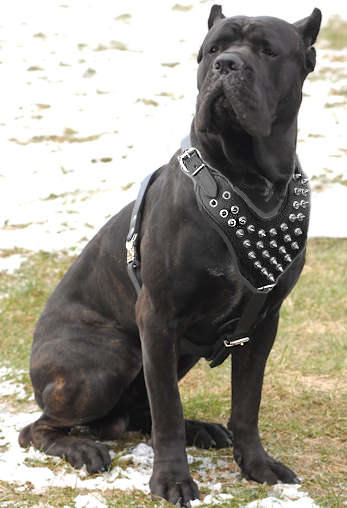 Cane corso leash on sale