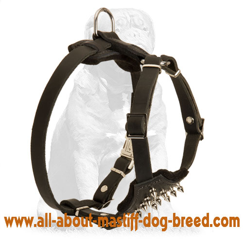 Mastiff Leather Puppy Harness with Spiked Padded Chest Plate