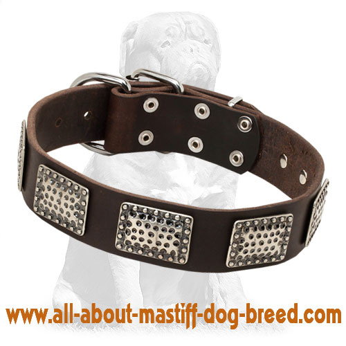 Luxurious Mastiff Leather Collar with Nickel Plates