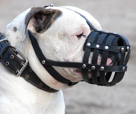 Perfectly designed leather basket muzzle for Argentinian Mastiff