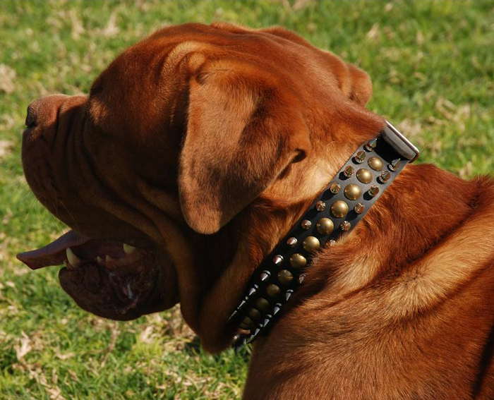French Mastiff Leather Spiked and Studded Dog Collar - 3 Rows