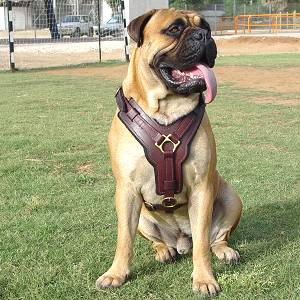 padded leather dog harness