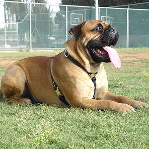 Bullmastiff Leather Dog Harness without Chest Plate