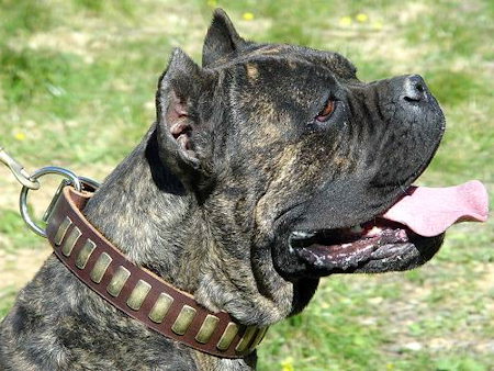 Leather Cane Corso Mastiff Collar with Plates