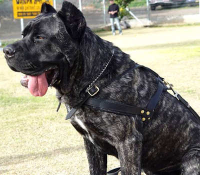 Cane Corso Breed: Dog Muzzle, Harness, Collar, Leash, Toys, Bite Sleeve