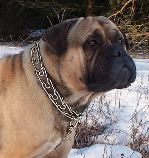 Mastiff Curogan dog pinch collar made in Germany-training
collar
