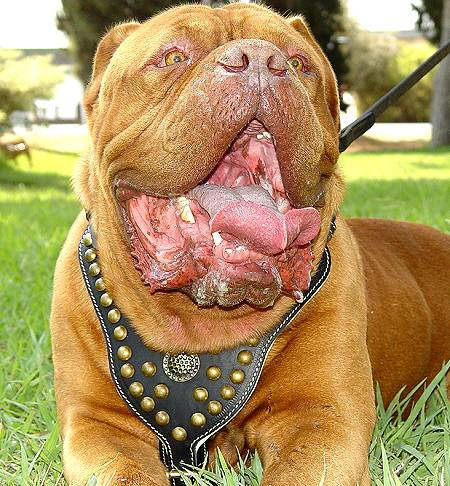 French Mastiff Leather Harness Unique Studded Design