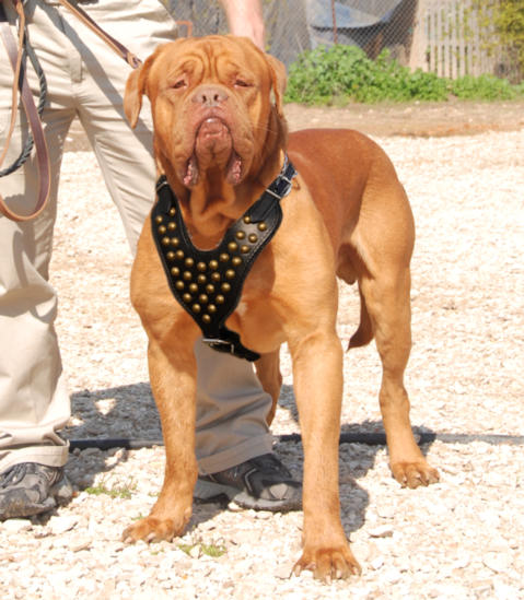 Fabulous studded leather harness for French Mastiff Mastiff
