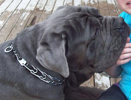 Neapolitan Mastiff Stainless Steel Prong Dog Collar 1/8 inch (3.25 mm)
