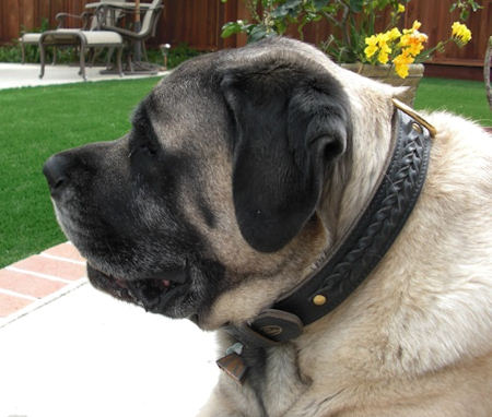 Braided Leather Dog Collar for Mastiff