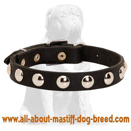 Elegant Mastiff collar with nickel studs - Click Image to Close