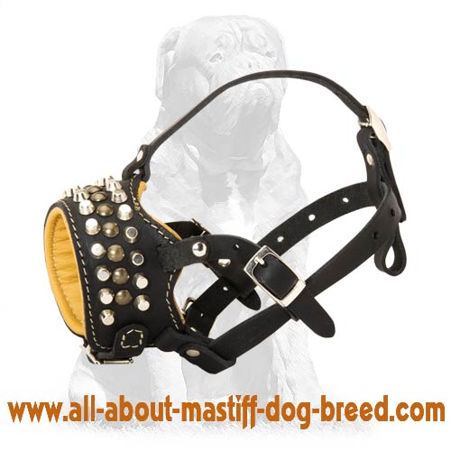 Chic Looking Mastiff Muzzle with cones and studs