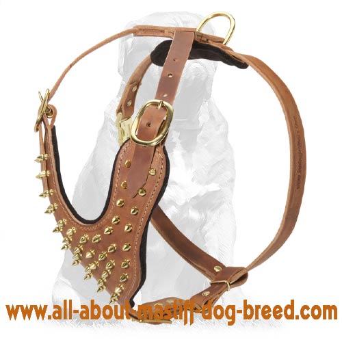 Brass Spiked Fashion Leather Harness for Mastiff Breed Dog Walking